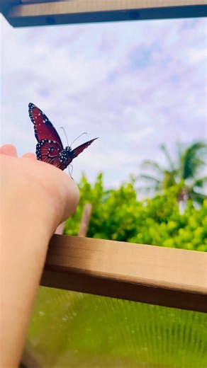 Queen Caterpillar Transforms Into Queen Butterfly In #shortvideo t