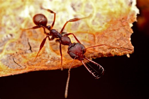 Scientists discover spring-loaded mechanism in unusual species of trap-jaw ant – News Bureau