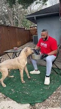 Hand feed your dog?!