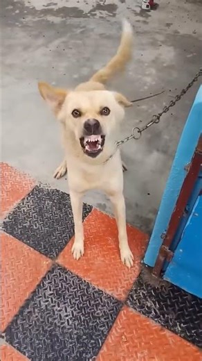 Puppy Fun World | Dog Lovers #dogs #puppy #world