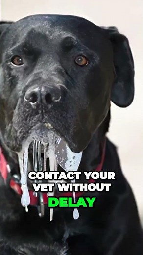 Dangerous Dog Bloating: Is Your Pet at Risk? Watch for the Warning Signs!