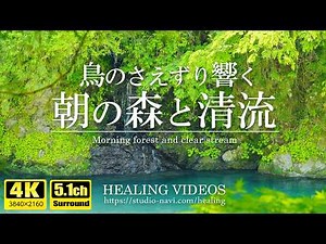 [Relaxing Nature Sounds] Morning forest and clear stream filled with the sounds of birds "4K 5.1ch"