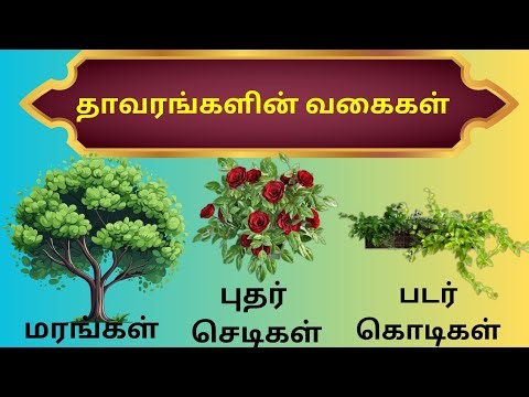 தாவரங்களின் வகைகள்/thavarangalin vagaigal in tamil/types of plants/plants types