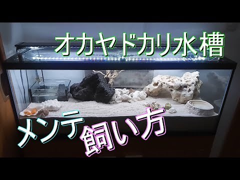 [Hermit crab] How to keep hermit crabs, for beginners