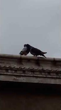 En El Capítulo de hoy La Fuerza del amor y la Unión 😃 palomo y paloma 🕊️ #fernanditosilfa