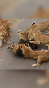 Why Lion's Pride Attack Alone Lioness #lions #lioness #attack #animals | infofactnews