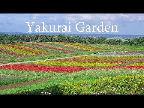[5K UHD] Rainbow Color Flower Field | Yakurai Garden | Travel to Miyagi Japan | BMPCC6K