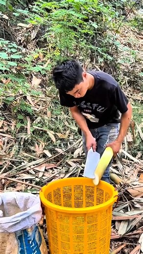 57K views · 309 reactions | Verry nice pro cutting #bambooshoot #asmr #nature #satisfying | Studio All | Facebook