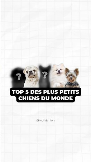 Top 5 des plus petits chiens du monde ! 🐶