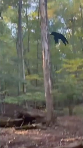 Bear falls out of tree 👀 #blackbear #outdoors #wildlife #crazy #natureismetal #nature #bear #shtf