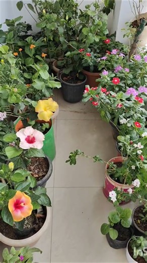 Balcony garden tour 10 #plants #flowers #gardening #shorts #youtubeshorts