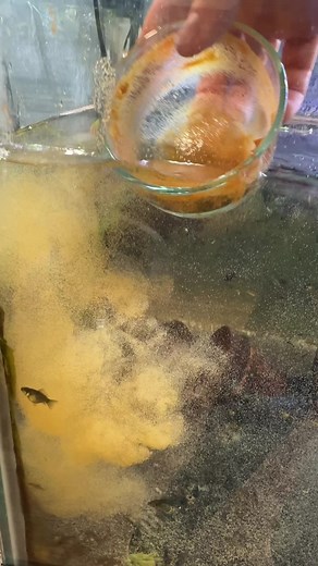 Feeding Baby Goldfish: Maximizing Their Growth