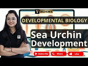 Sea Urchin Development | Developmental Biology | Jyoti Kumari | CSIR | DBT | ICMR | GATE |