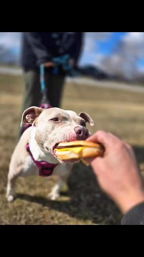 These three…. Hit@me harder than I care to think about! I love all of our dogs so much, and I miss these three babies. They deserve better than the life they were dealt. Sue, Echo, Hank….. I love u! see u again on the other side of the bridge. | Lucci’s House Bully Rescue