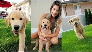 Tucker Goes to Grandma’s House | Hilarious Puppy Playdate Moments!