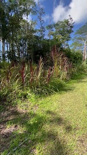 Hawaii Real Estate - 14-3245 Mauna Kea Rd, Pahoa, HI 96778