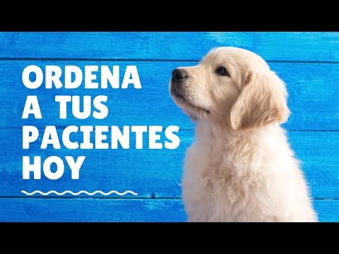 Gestión de pacientes en Mi Vete App | Expediente veterinario y exportación 📄