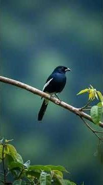 Bird Sounds for Sleep & Relaxation — Nature Singing Birds + 432Hz Healing Frequency.