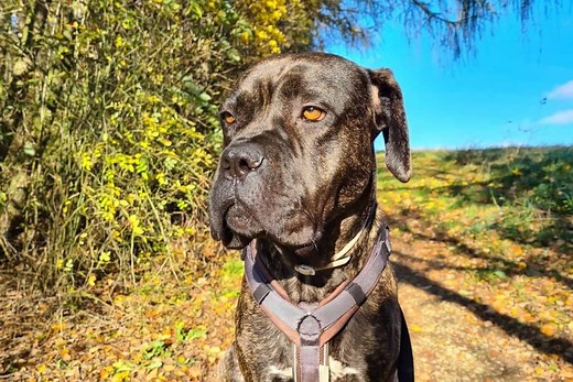 Cane Corso Boxer Mix - Is This Crossbreed Dangerous?