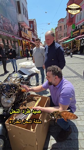 صيد طرد النحل من وسط اسطنبول