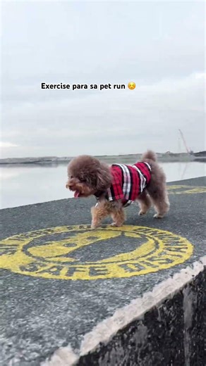 Exercise Day #poodle #doglove #subscribe #fyp #exercise #petrun #toypoodle #subcribemychannel