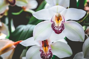 Cymbidium: coltivazione, cure e consigli per un'ottima fioritura