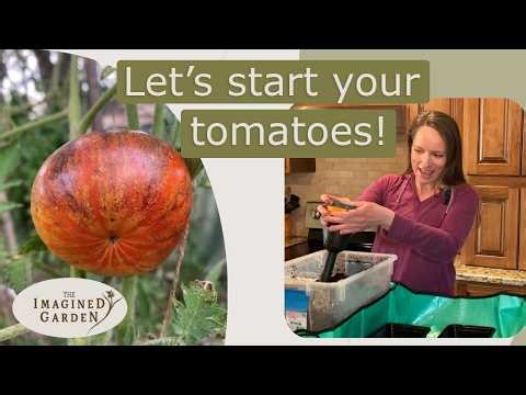 How to Start Your Own Tomatoes - Should you do it? - When is it too late?