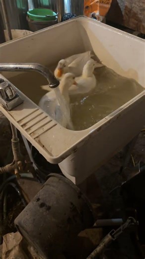 Bath time #duck #callduck #farming #cute #backyardchickens