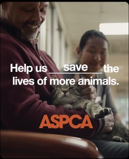 Help Us Find Loving Homes. Join the ASPCA.