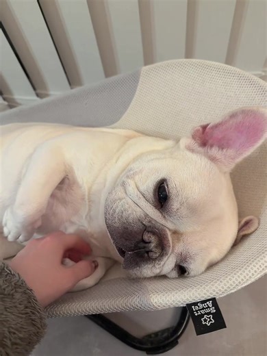 イビキみたいな鼻息が愛おしい🥹💕笑 #フレブル #フレンチブルドッグ #フレブルのいる生活 #日常 #tiktok