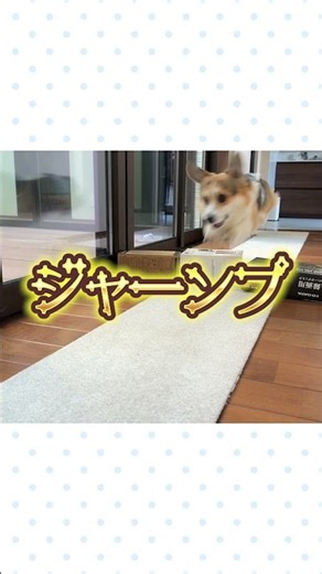 【ダイジェスト】ぼく跳んだよ‼️ご機嫌にジャンプした弟コーギー🐶手作りジャーキーの完成までに楽しんだこととは⁉️盛りだくさんな１日でした❤️#コーギー #かわいい #癒し #犬のいる生活