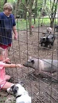 Pigs screaming sound