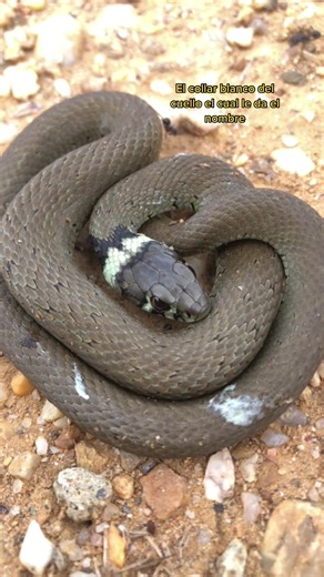Culebra de Collar Blanco: Un Fascinante Reptil