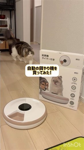自動の餌やり機を買ってみたら…🐱#catvideos #cat #shorts #ねこ #ノルウェージャンフォレストキャット #猫のいる暮らし #ねこ動画 #かわいい #癒し