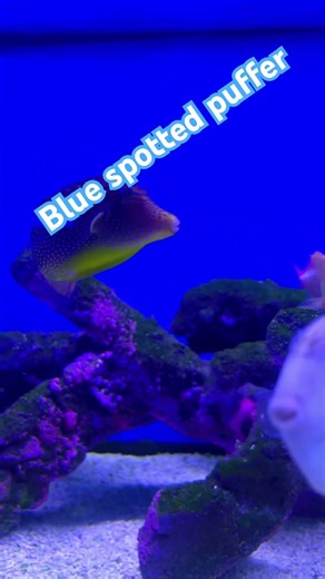 Blue spotted puffer #fishroomtour #exoticaquariumfish #saltwateraquarium #pufferfish #fishtank