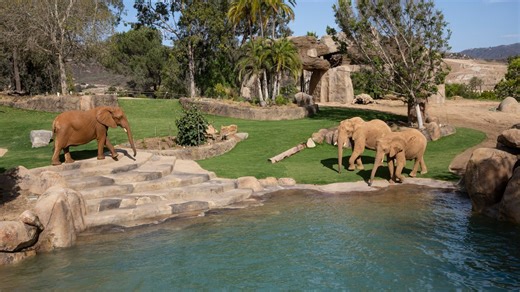 Walk among giants at San Diego Zoo Safari Park's new 'Elephant Valley'