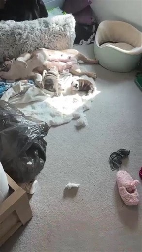 The Puppy Nursery Just Woke Up 😂🐶