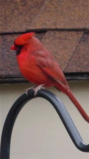 Northern Cardinal vid #birds