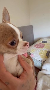 #chihuahualove #petsoftiktok #mascotas #cocoloco #fypchallenge | Hola soy el coco loco
