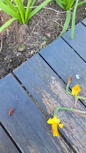 Ladybugs form “train” while crawling on wooden plank in London, UK