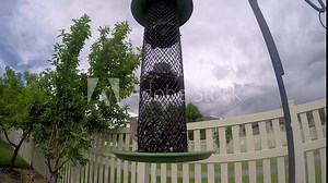 Red, male house finch or purple finch eats from a sunflower seed feeder while a eruasian collared-dove watches from the fence