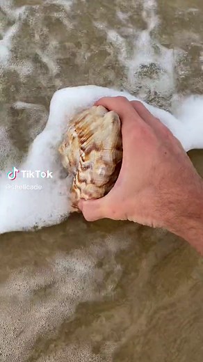 Decorating Christmas Trees with Seashells