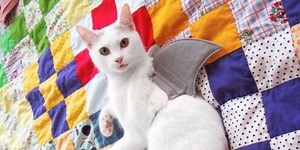 Jaws with Claws Costume