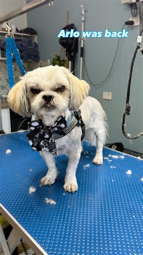 Pip Squeak Grooming on Reels | Facebook