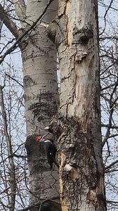 Melody Chapin sent us this video of a pileated woodpecker in action! Pileated Woodpeckers sometimes visit backyard bird feeders, especially for suet. If you have dead or dying trees or snags on your property, consider leaving them alone as they may attract pileated woodpeckers to forage, roost or even nest in them. Share your pictures and videos with us at upnorthlive.com/chimein | UpNorthLive