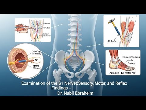 Examination of the S1 Nerve Root: Sensory, Motor, and Reflex Findings – Dr. Nabil Ebraheim Over 50