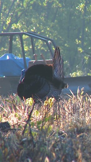 One of our favorite sights and sounds