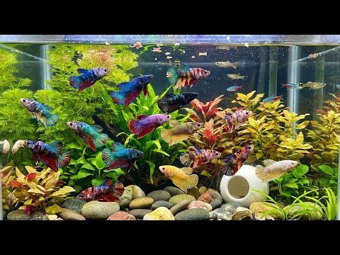 Top 10 World’s Most Beautiful Betta Fish Ever Recorded | Living Art in Motion #BeautifulBetta