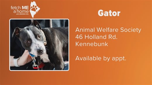 Fetch ME A Home | 9-month-old Gator
