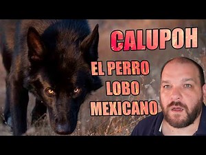 CALUPOH, EL PERRO LOBO MEXICANO Y SU EVOLUCIÓN EXTRAORDINARIA